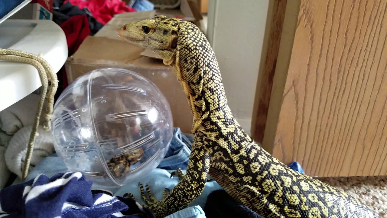 Pazuzu is playing soccer and destroying socks. Huge enrichment success.
