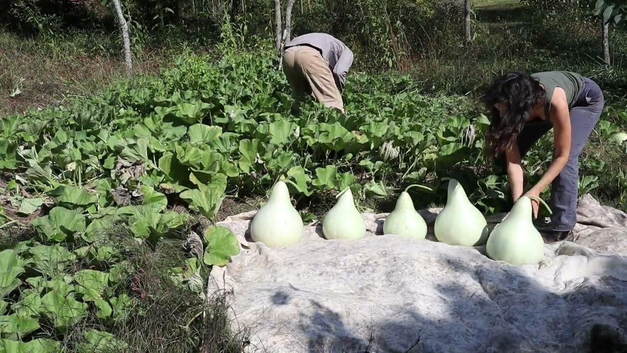 Part 2: Harvesting Banjo Gourds