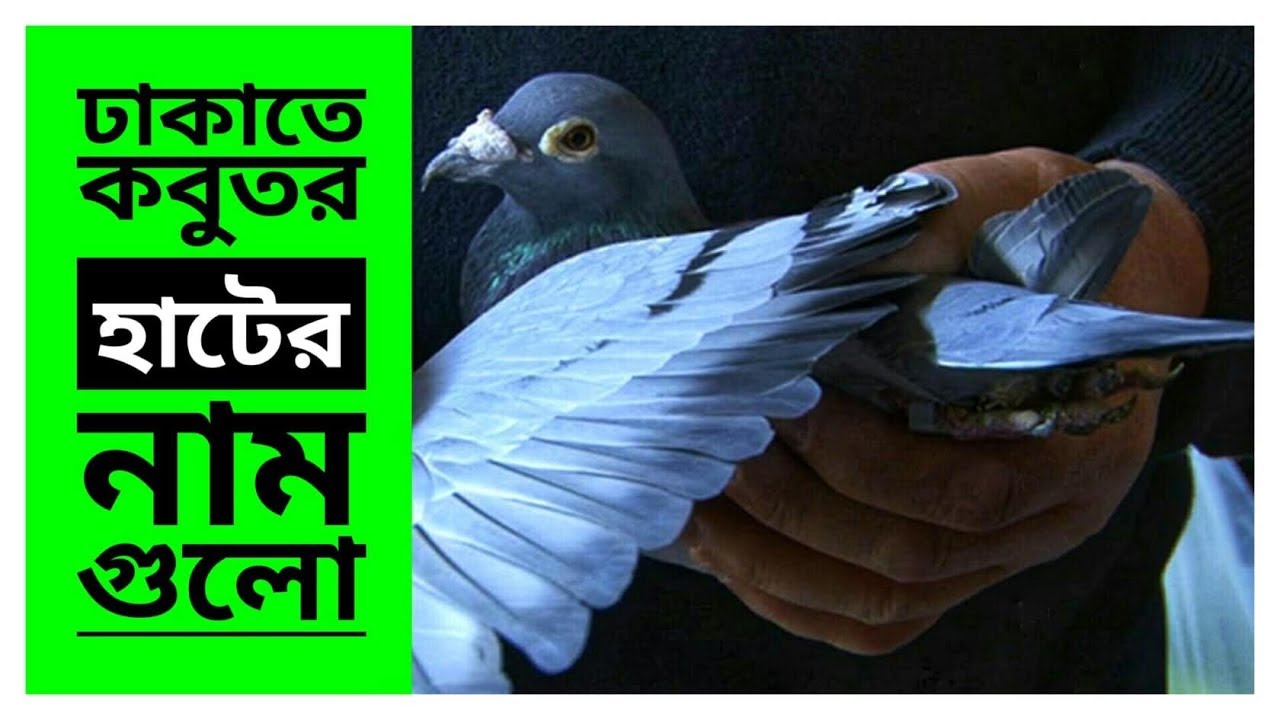 রাজধানী ঢাকাতে কোথায় কবুতরের হাট বসে । ঢাকার কবুতর হাটের নাম গুলো । Dhakai kothai kobutorer hat ache