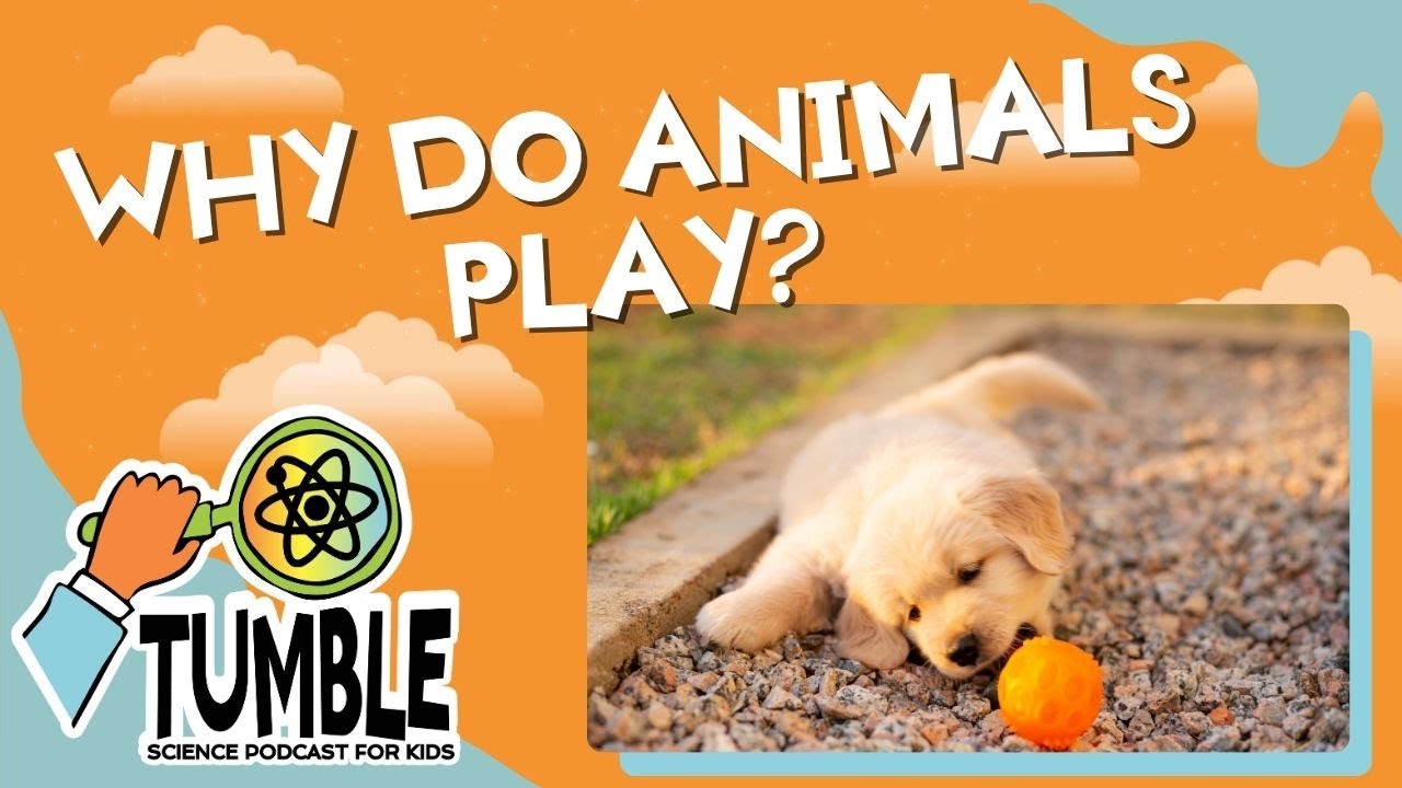 Why Do Animals Play? | Full Podcast Episode | Tumble Science