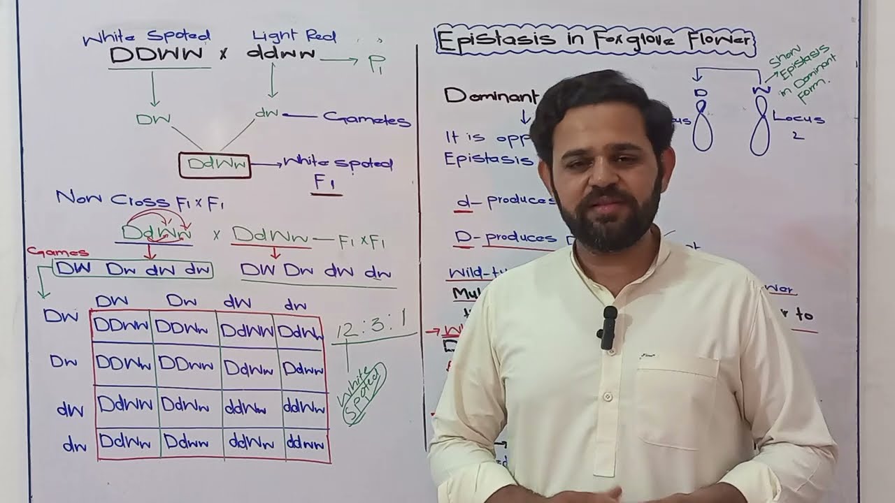 Inheritance | Class 11 | Foxglove | Epistasis | Japanese Four O Clock | NBF | FBISE
