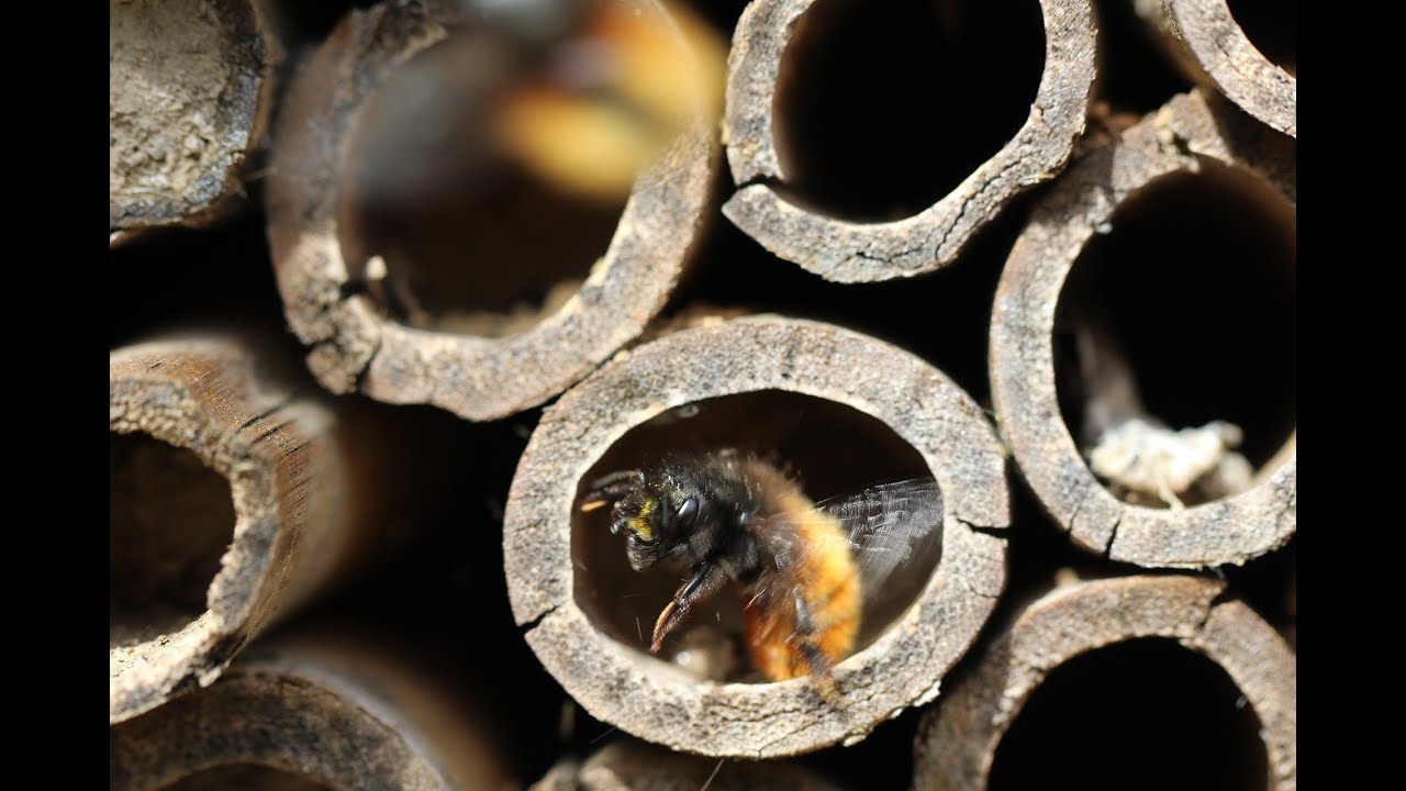 Les osmies cornues, ces abeilles sauvages appelées souvent abeilles maçonnes
