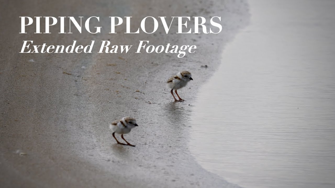 Piping Plovers | Relaxing 4k Raw  Nature Footage