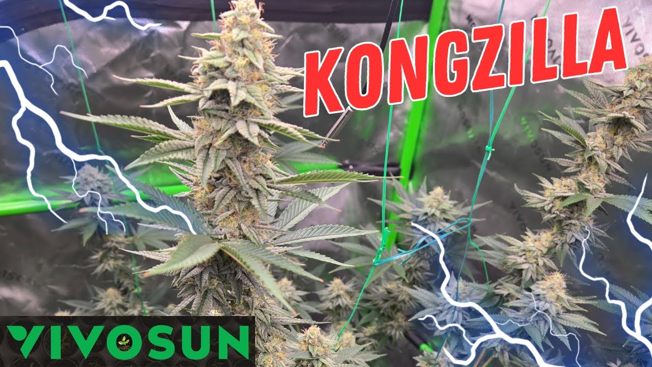 Ep#8 How to get 1 Massive KONGZILLA Week 5 of Flower - Buds Packing On!! @Vivosun