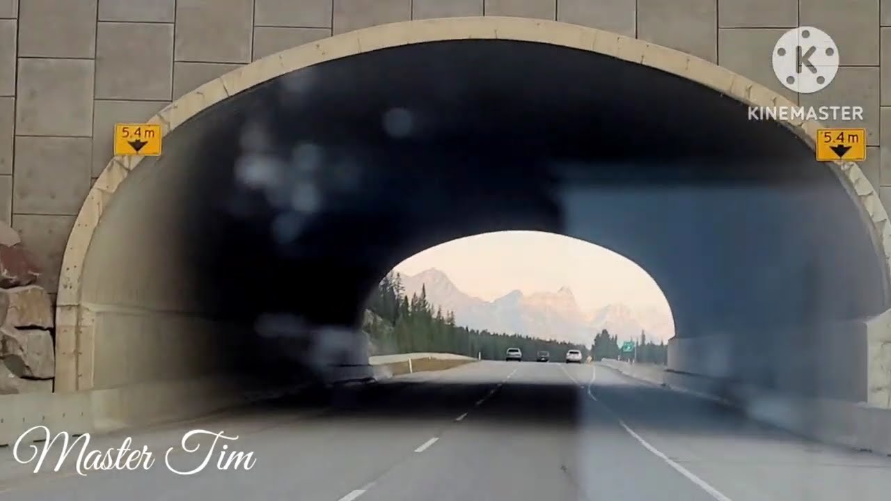Мост дикой природы в Альберте, Канада 🇨🇦 | Мастер Тим