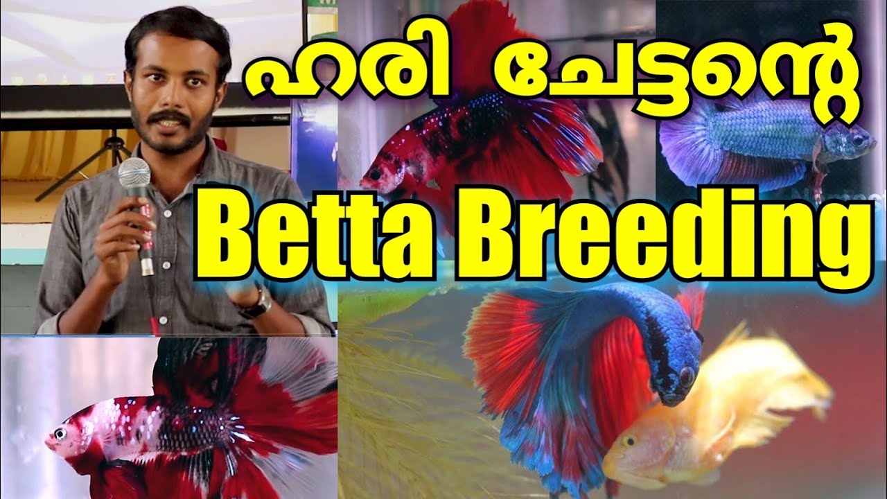 Betta Fish Breeding Experience shared by Kerala's famous Betta / Fighter Fish Breeder | Ft. Hari Bro