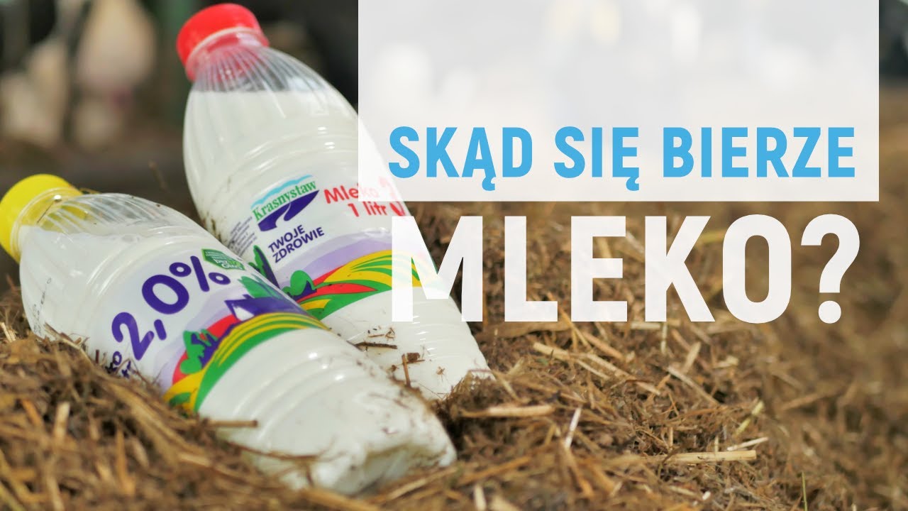 Skąd się bierze mleko?