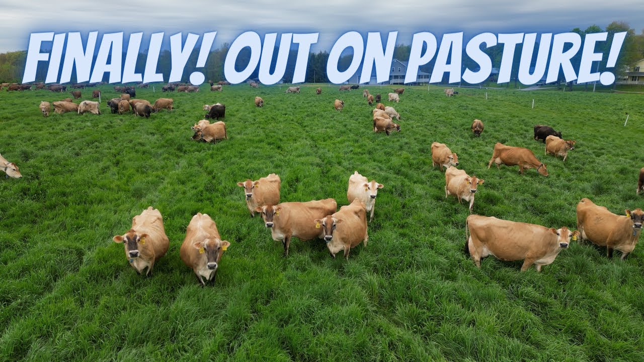 Dairy Cows Finally Out Grazing! Pennsylvania Dairy Farming