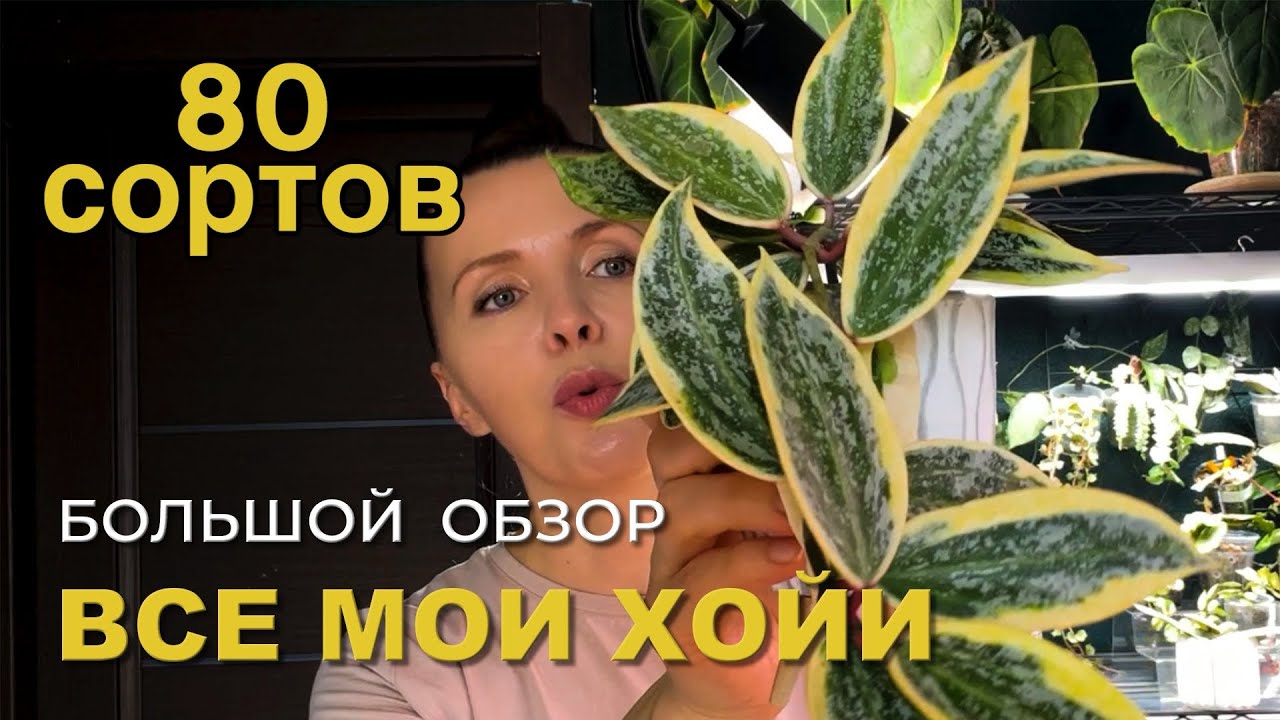 ВСЕ МОИ ХОЙИ В ОДНОМ БОЛЬШОМ ОБЗОРЕ!