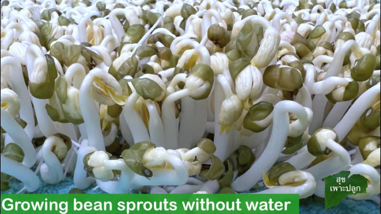 เพาะถั่วงอกแบบไม่ต้องรดน้ำ ใน 3 วัน พร้อมวิธีทำให้ถั่วงอกขาว อวบอ้วน