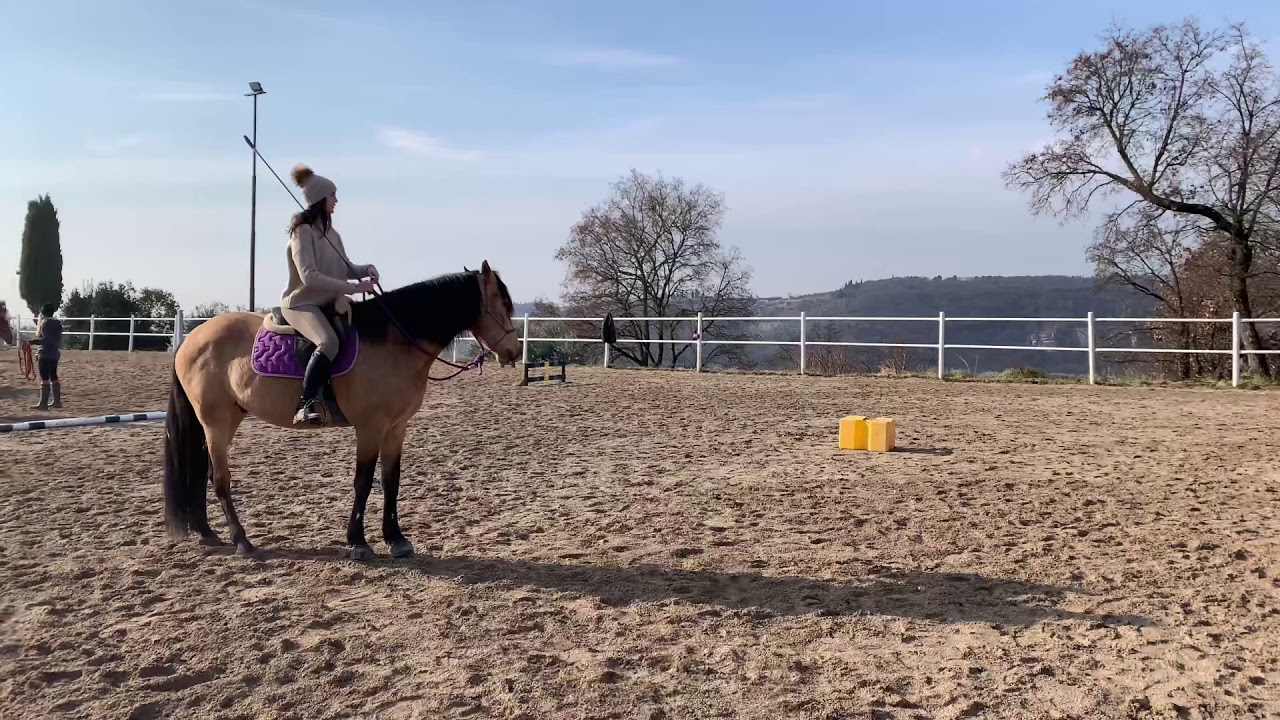 Asia & Amadeus  Parelli Audition Level 2 Freestyle Passed 2++