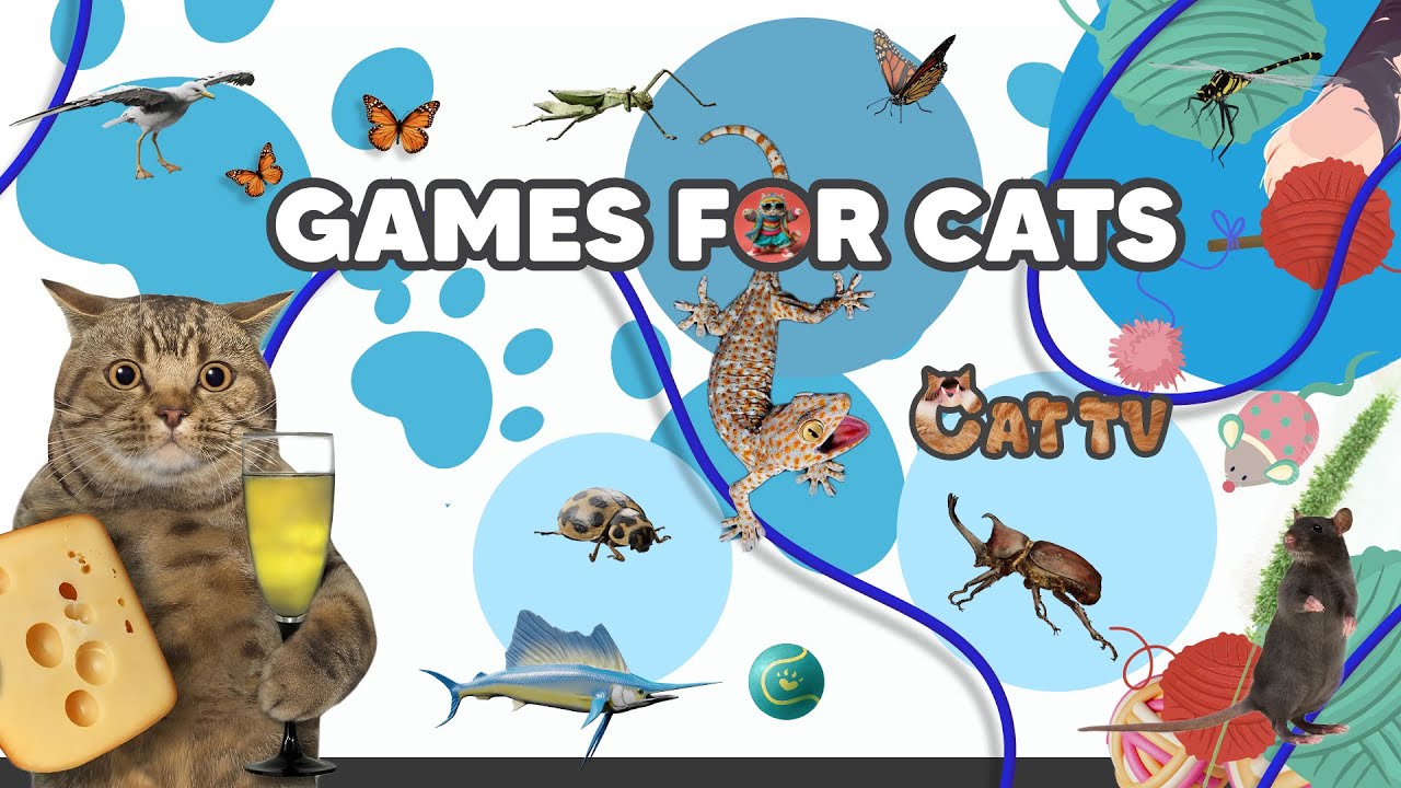 Best Cat Games 🎮 Long Play Entertainment for Cats to Watch