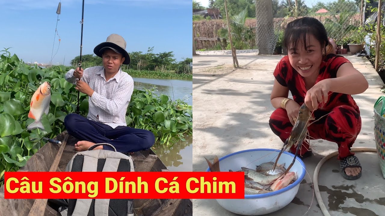 Câu Sông Dính Cá Chim //  River Fishing for Pomfret