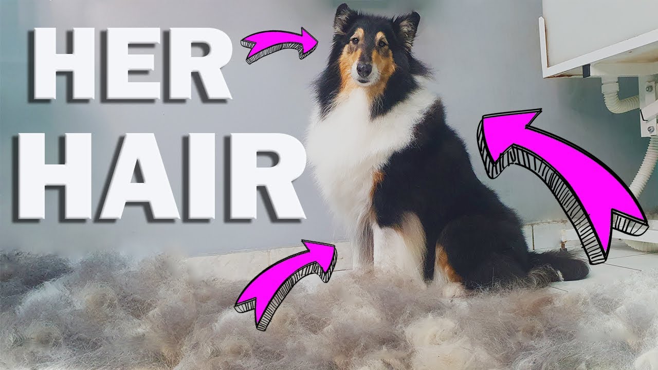 HUGE UNDERCOAT REMOVAL - Rough Collie ❤️️ My Personal Dog ❤️️