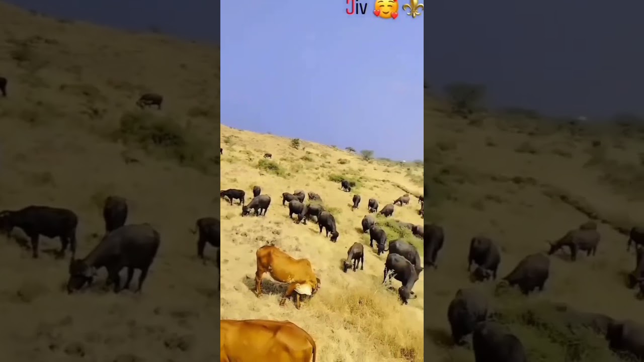 #top10 #vairalvideo #ram #subscribe #animals #gandigir #shortvideo #girgay #cow