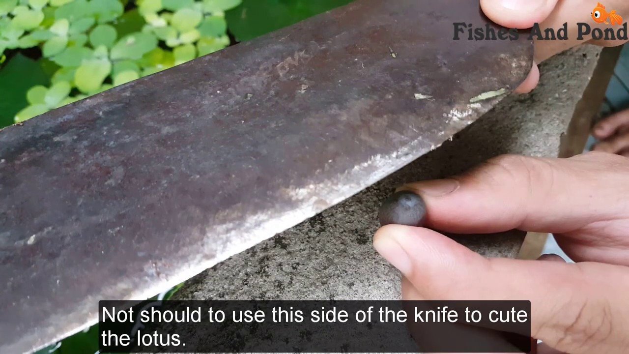3 Important Steps To Help The Lotus Seeds Sprouting Fastestly Only In 3 Days | Unique Cement Ideas