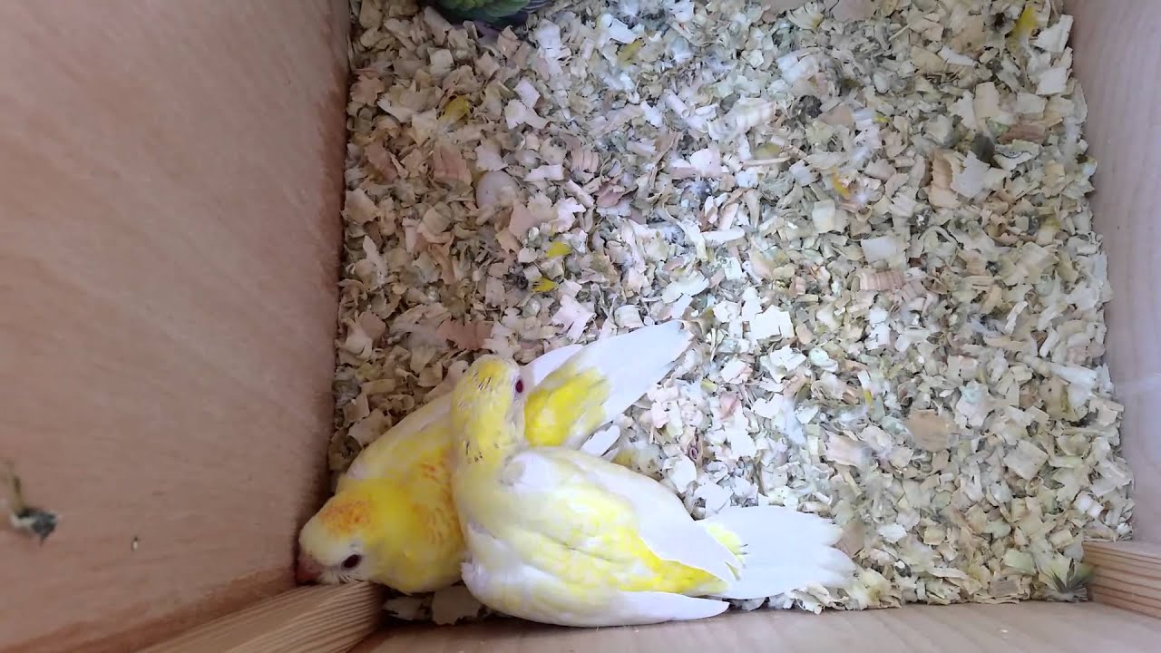 Grass Parrots 2014