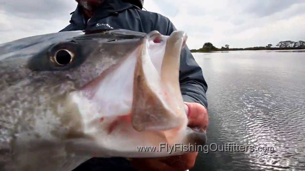 Charlie Bisharats Pole Dancer Fly  Leland Fly Fishing Outfitters