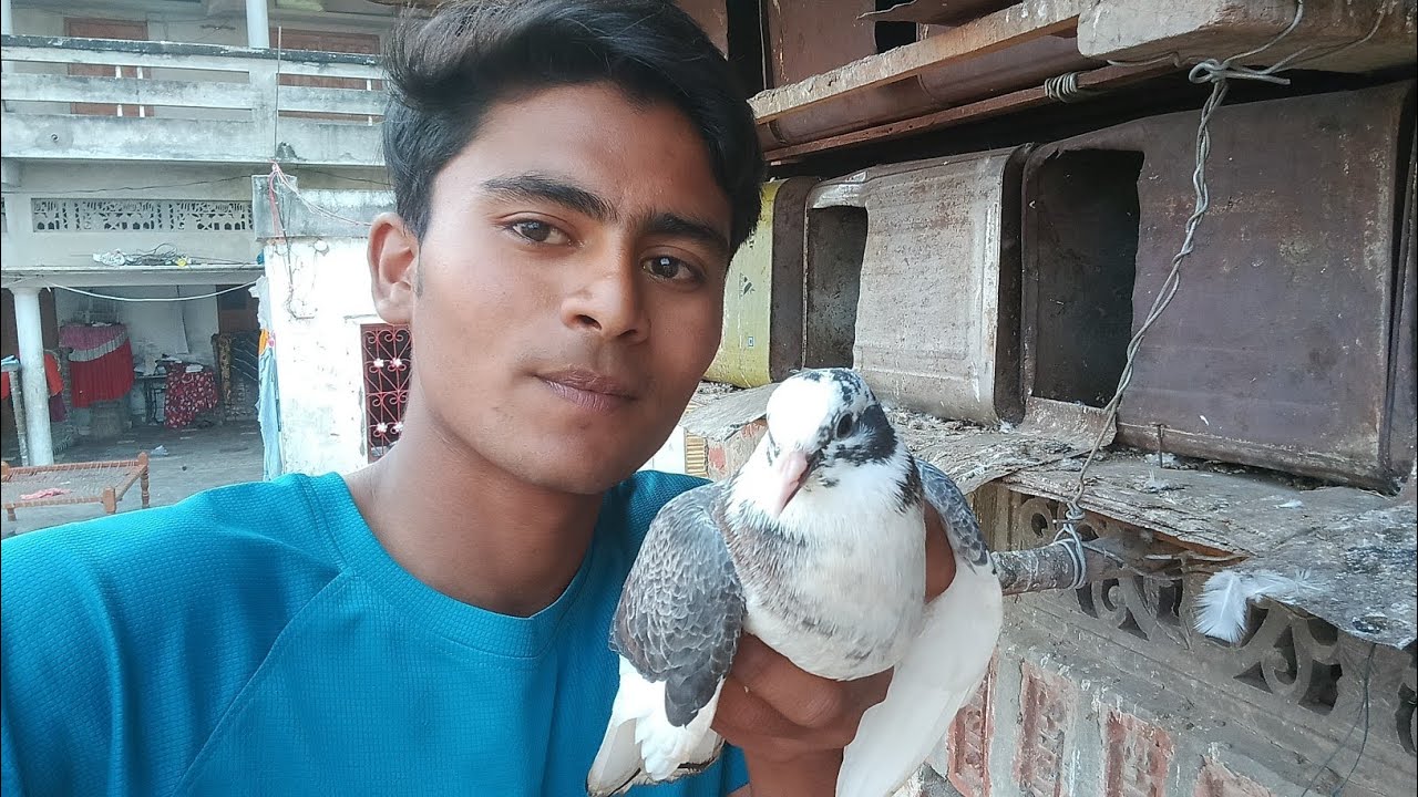 Kabutar ke cute bacche 🕊️🕊️