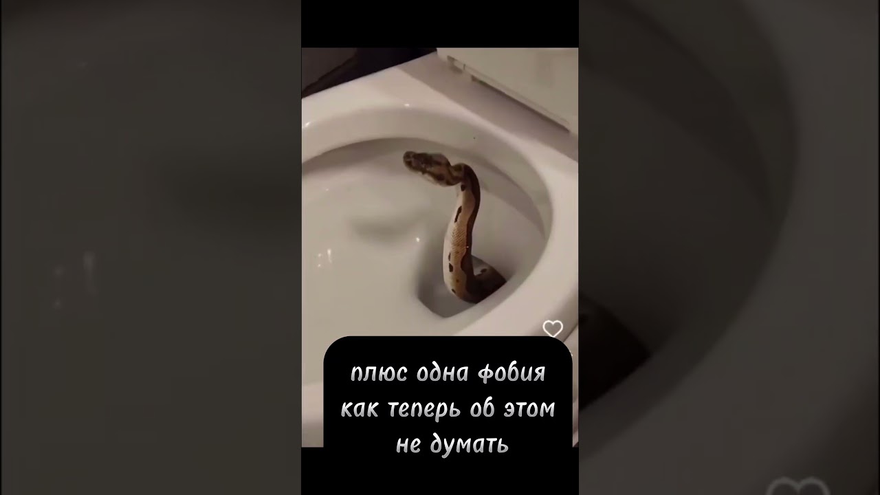 #shortvideo #shots #like #cute #likeforlikes #snake #wow #omg #video #vibes #live #livestream #love