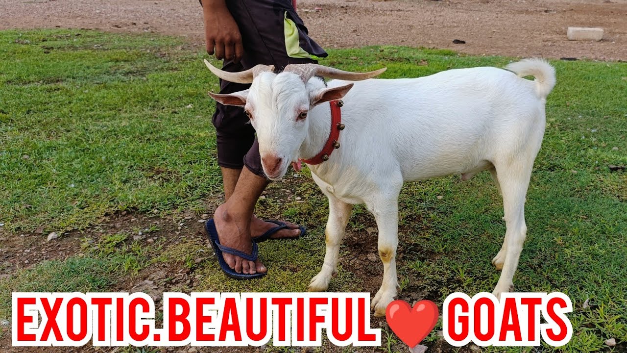 MASHALLAH. EXOTIC BEAUTIFUL GOATS 🐐 AVAILABLE AT IRSHAD KOTA GOAT FARM 📲 (7740803310) ❤️😇👑