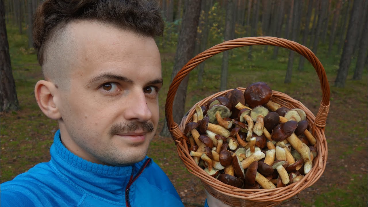 PODGRZYBKI i grzybowe ciekawostki