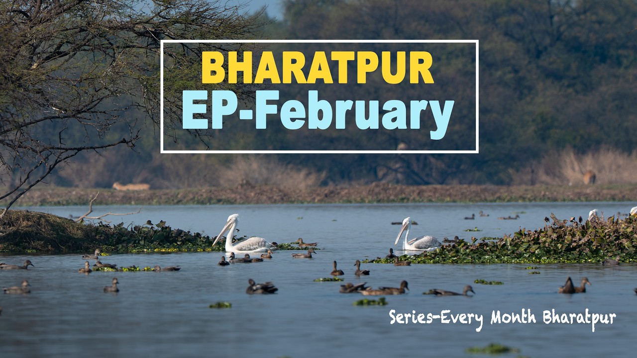 EP - Bharatpur February | Pelican Arrived at Bharatpur | Series- Every Month Bharatpur | - 4K Video