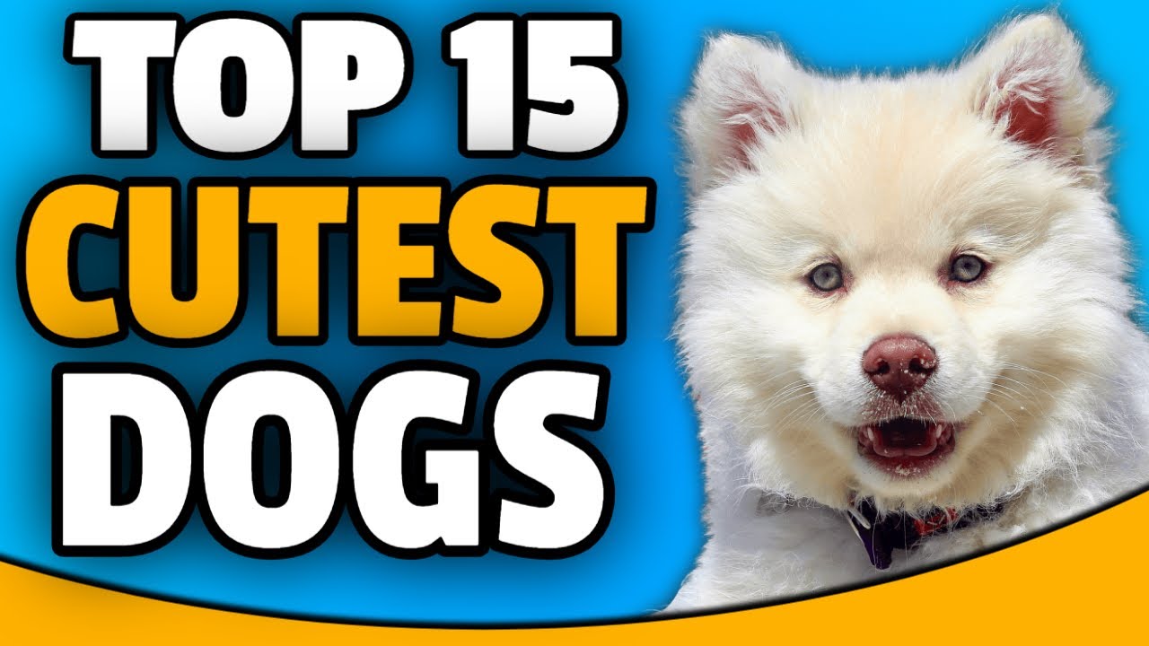 Top 15 Cutest Dog Breeds Around The World 💕