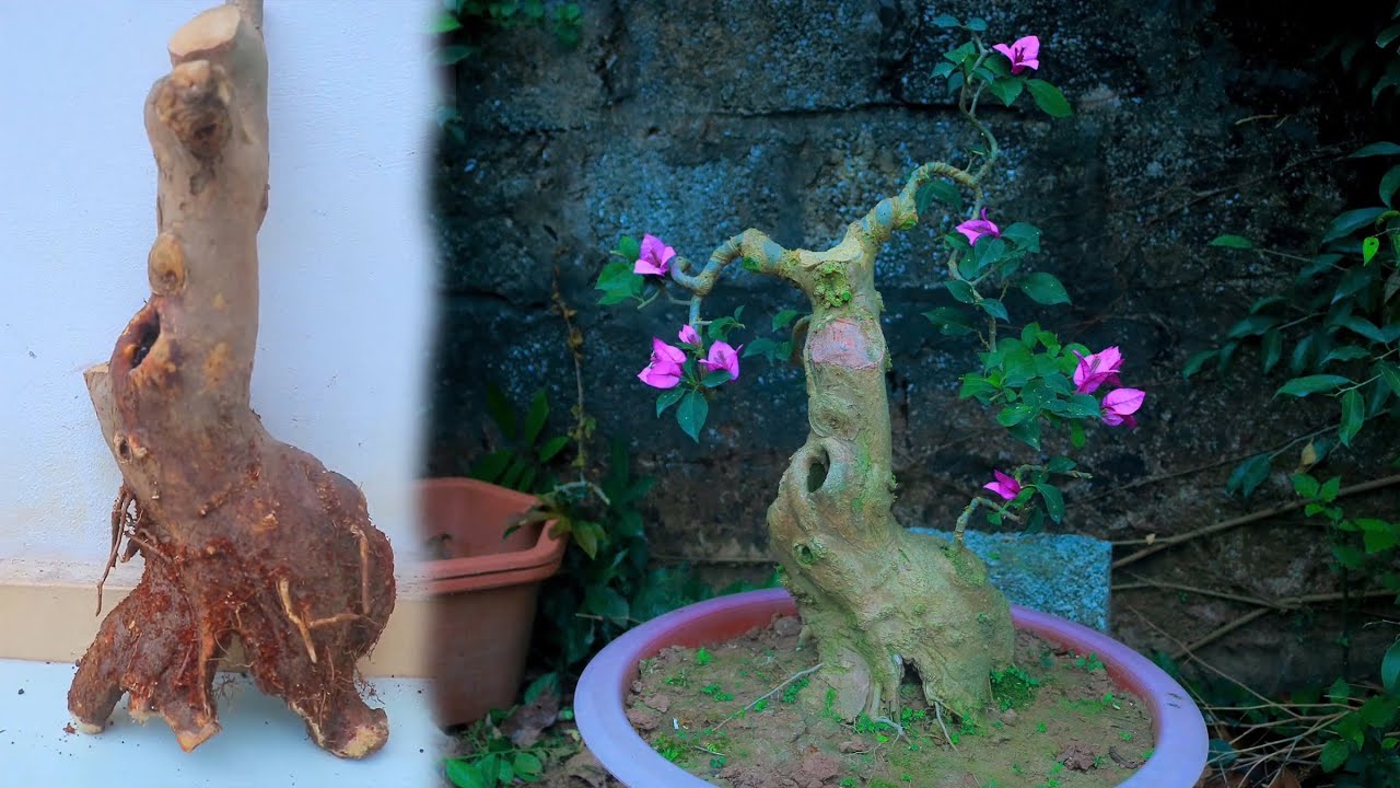 Tưởng Khúc Củi nấu bánh Chưng ai ngờ lột xác thành cây Hoa Giấy Bonsai đẹp