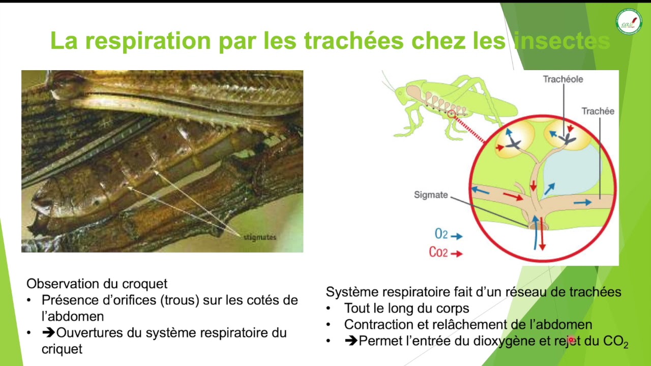 Cours - Cinquième - SVT :  La Respiration chez les animaux Adaptation aux différents milieux /Suite1