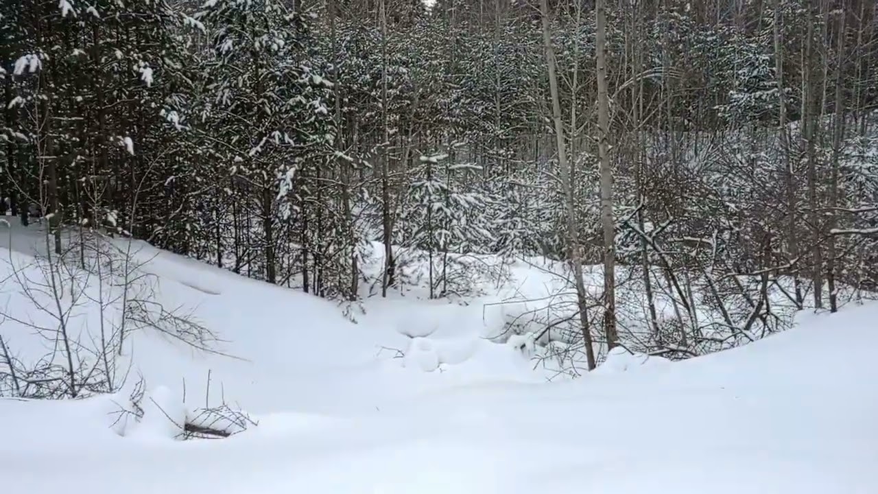 Испытание на выживаемость. Сон мой сбудется? 