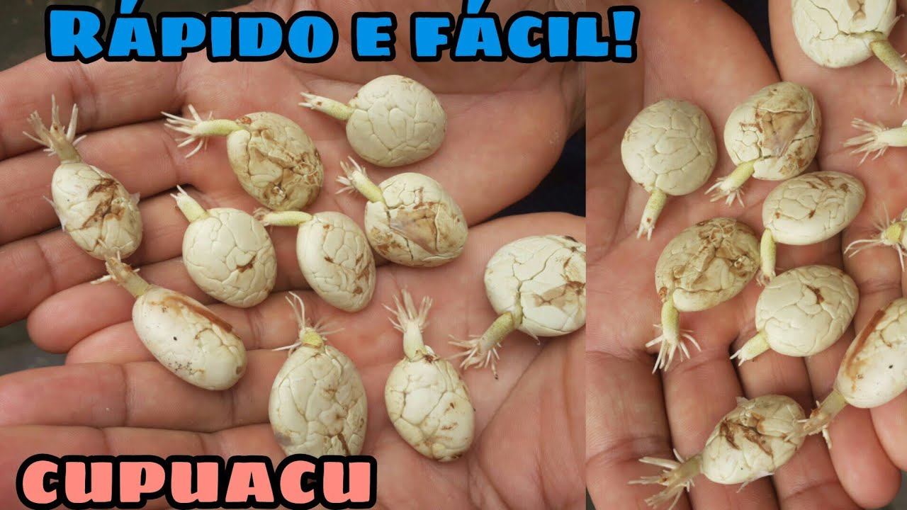 Veja como germinar sementes de Cupuaçu, muito fácil esse método.