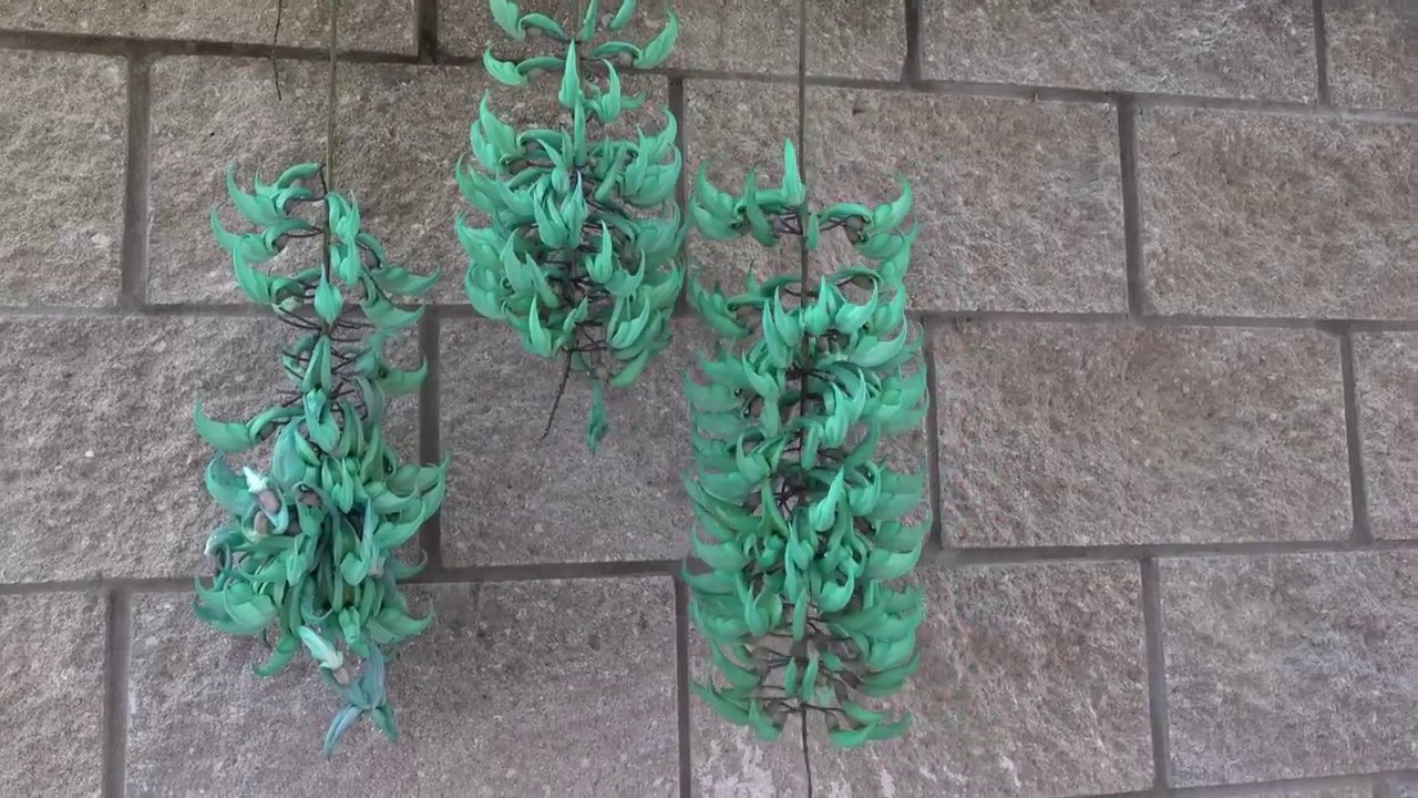 Strongylodon macrobotrys ( Jade vine, Emerald vine )