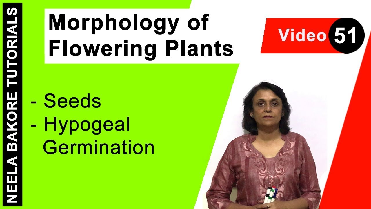 Morphology of Flowering Plants | NEET | Seeds - Hypogeal Germination | Neela Bakore Tutorials