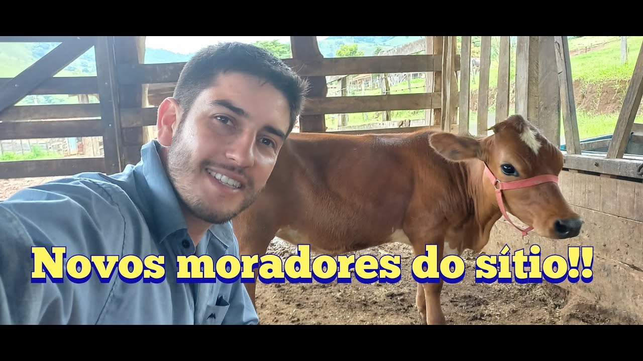 olha o tamanho!!Compramos uma mini vaca e um mini boi !!