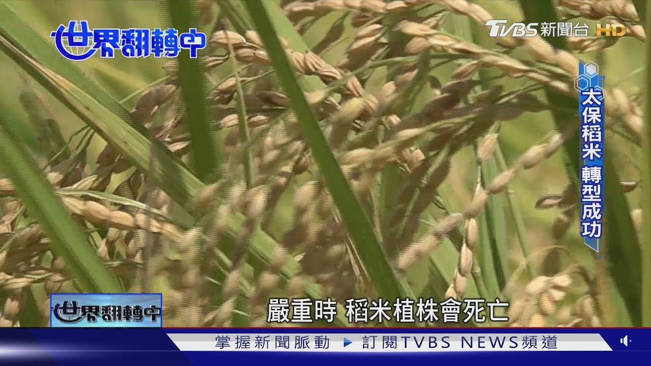 【世界翻轉中】糧食危機! 極端氣候影響農作生長 智慧科技提升收成｜TVBS新聞