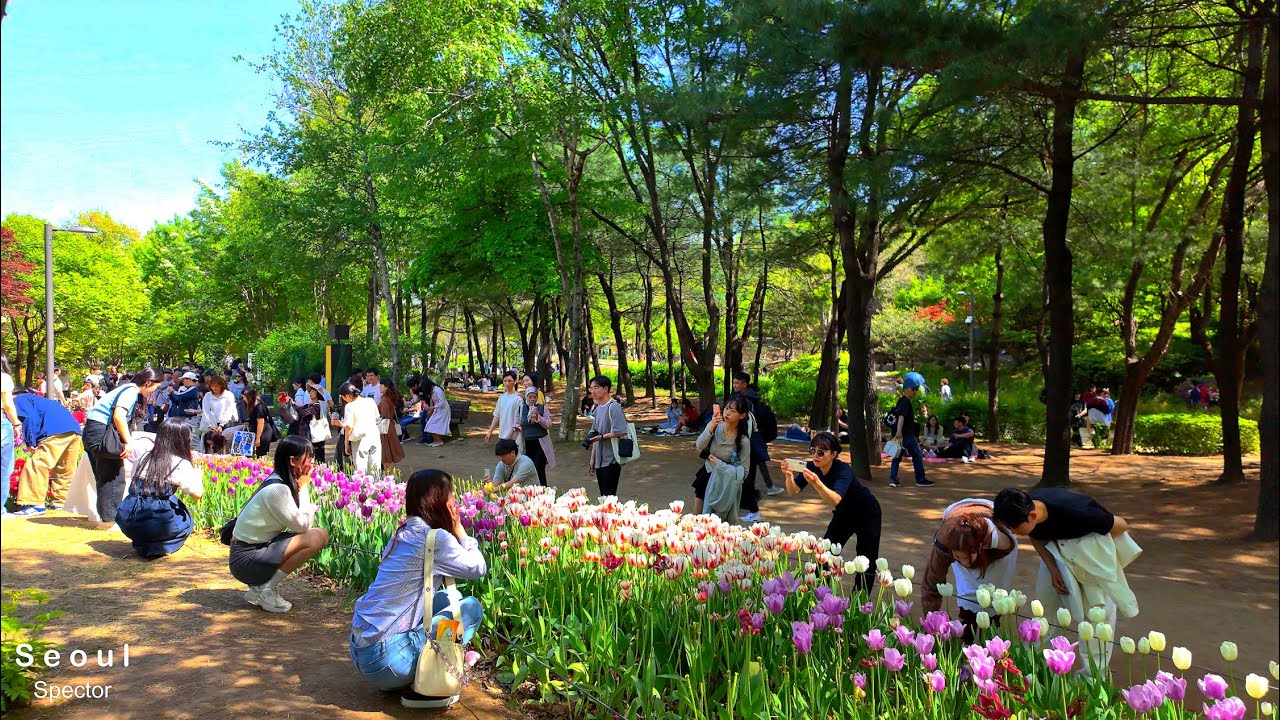 듈립이 가득한 서울숲 산책, 많은 인파와 아름다운 휴식 공간  Seoul forest walk | 4K Seoul
