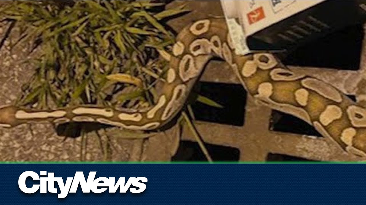 Python found on street in Markham