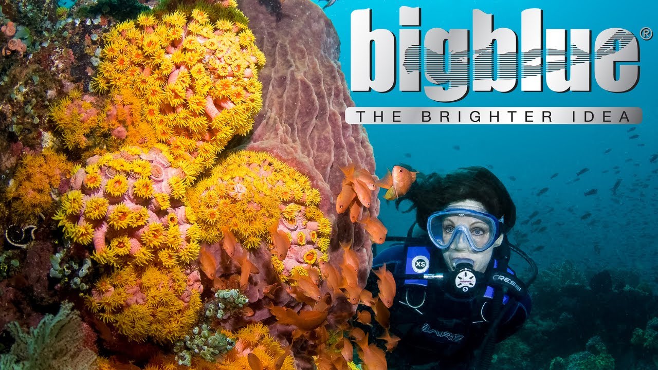 Bigblue Dive Lights - Best-Selling Light Series