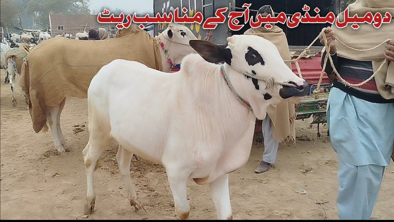 Today Domail Mandi Latest 13/02/2026 Fatehjangi Rate's Update @Wahbullcrazy Taxila Mandi Qurbani2026