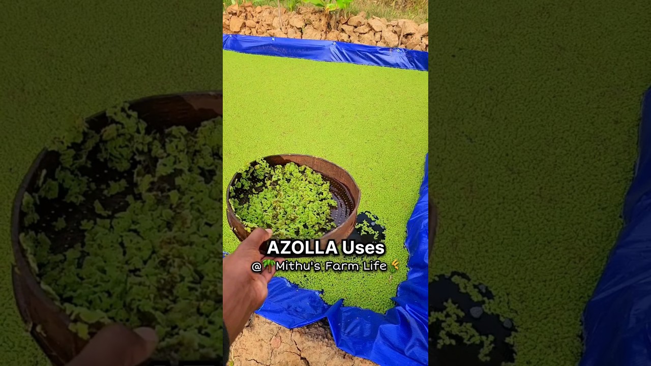 Azolla Uses and Benefits in kannada farming info kannada azolla for cows goat sheep koli 