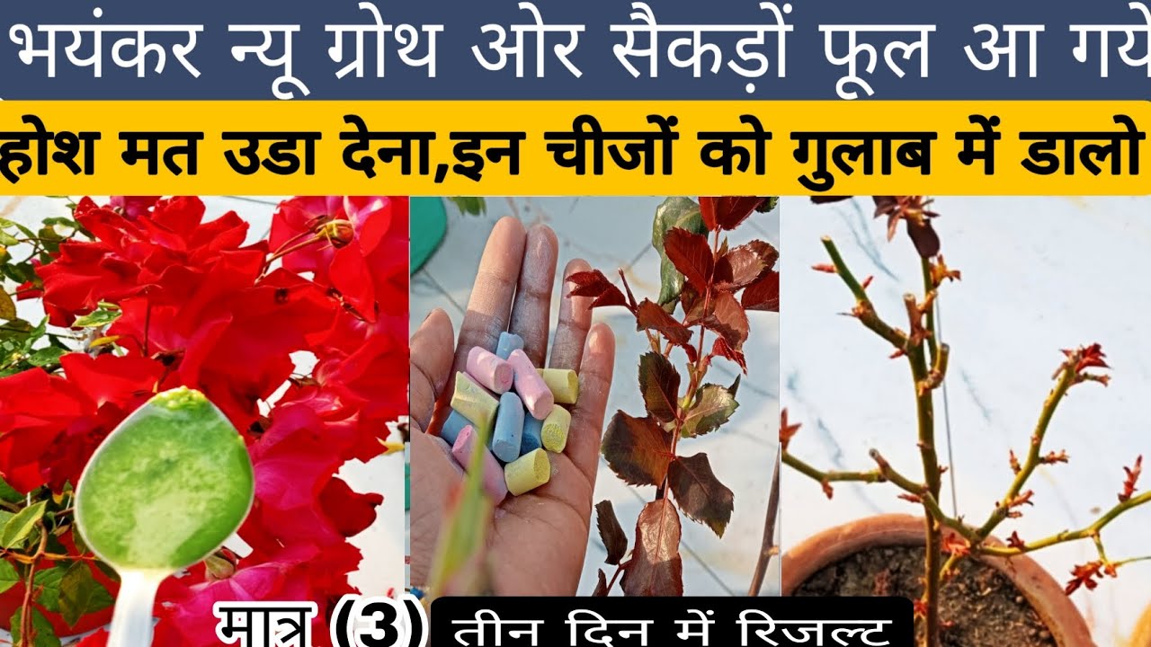 गुलाब में भयंकर नई शाखाएं गुलाब लंबा बड़ा हो और सैकंडों फूल खिले तुरंत डालें गुलाब की जड़ों में