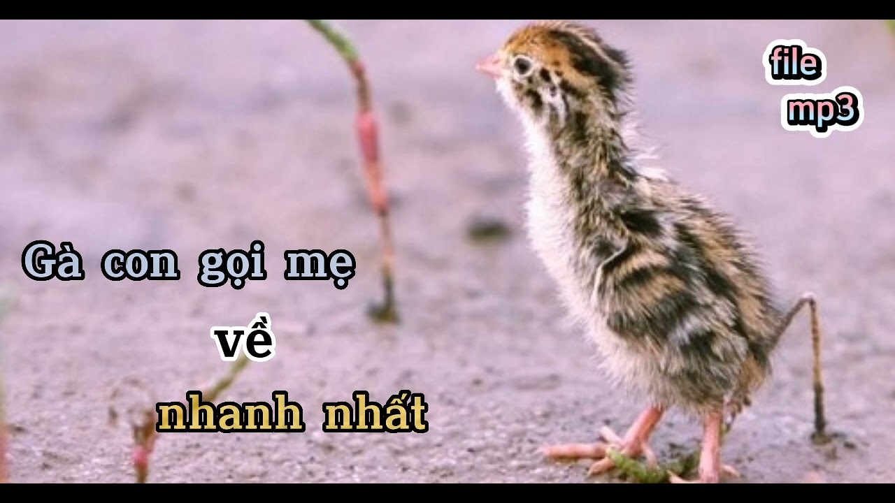 Tiếng gà rừng con gọi mẹ nhanh và chuẩn nhất