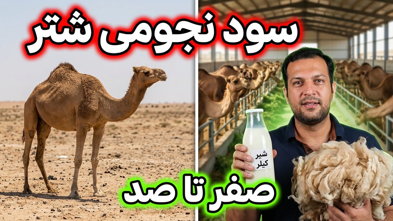 سود پرورش شتر , آموزش پرورش شتر , درآمد بالای پرورش شتر