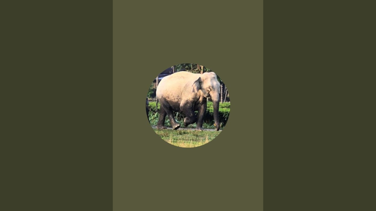 MAN ELEPHANT CONFLICT 