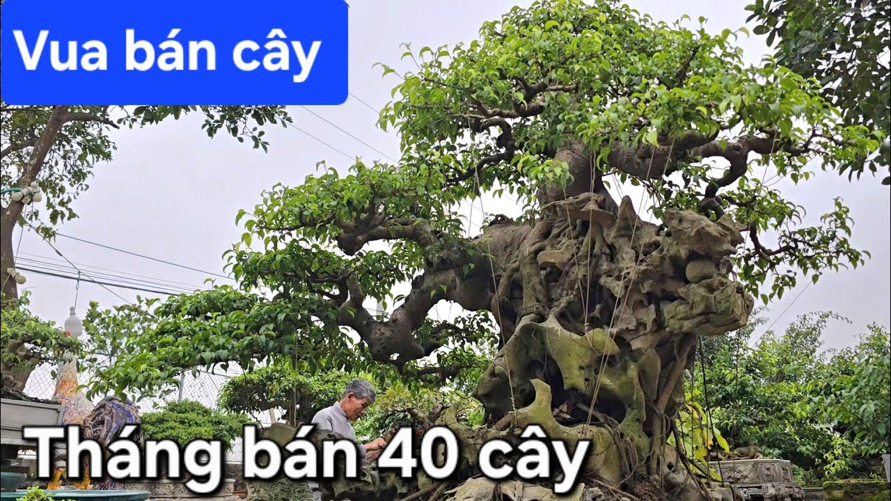 Ông vua bán cây !. Ngày nào cũng bán cây như bán rau