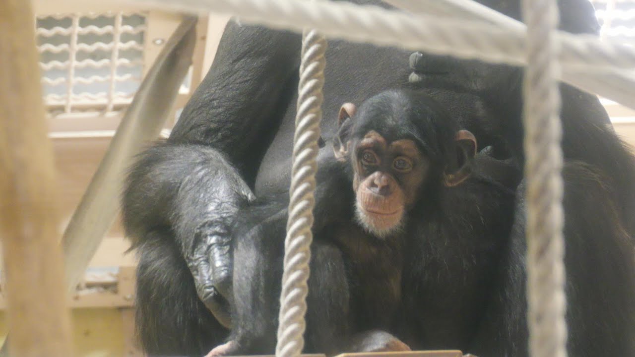 カズミさんとカズキの朝　東山動植物園　チンパンジー　202601