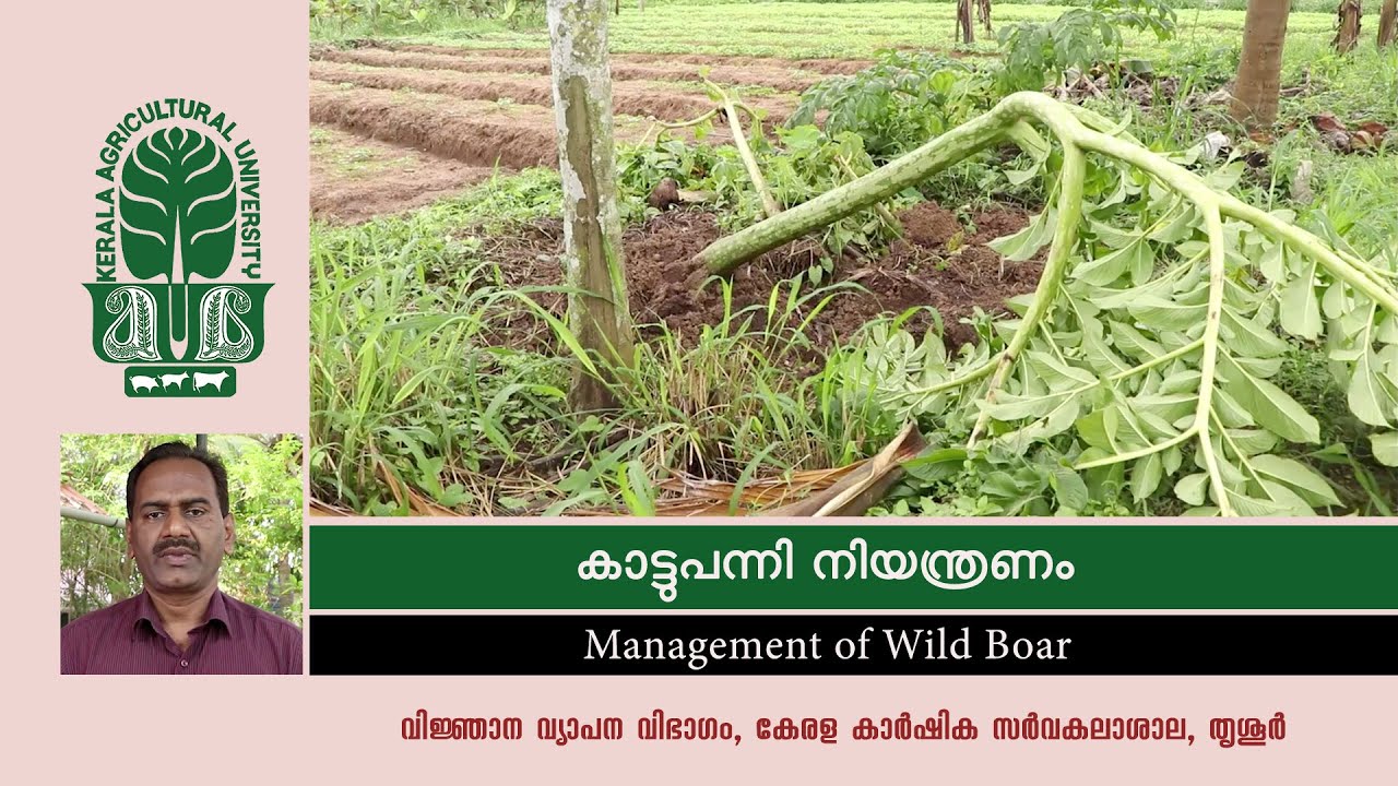 കാട്ടുപന്നി നിയന്ത്രണം