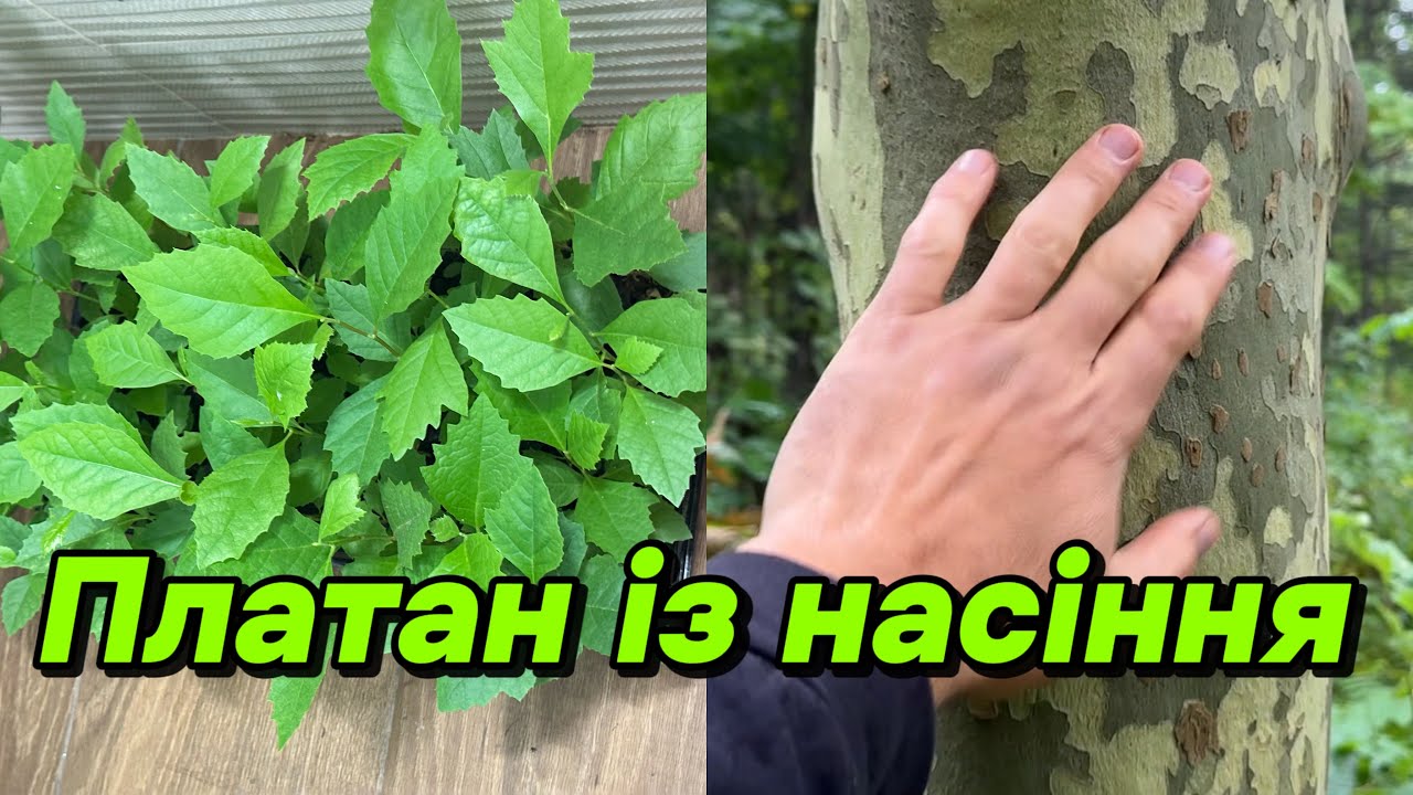 Як вирощувати платани пачками!