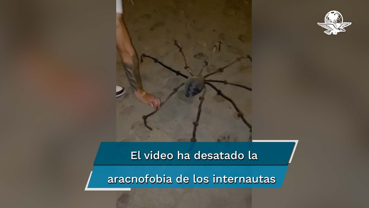 Una araña hecha de coco saca varios sustos en TikTok